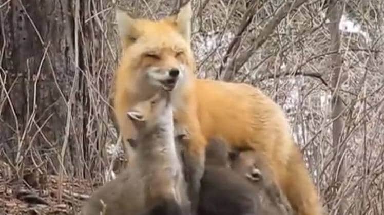 सोशल मीडिया पर शेयर की जा रहीं हैं तस्वीरें 