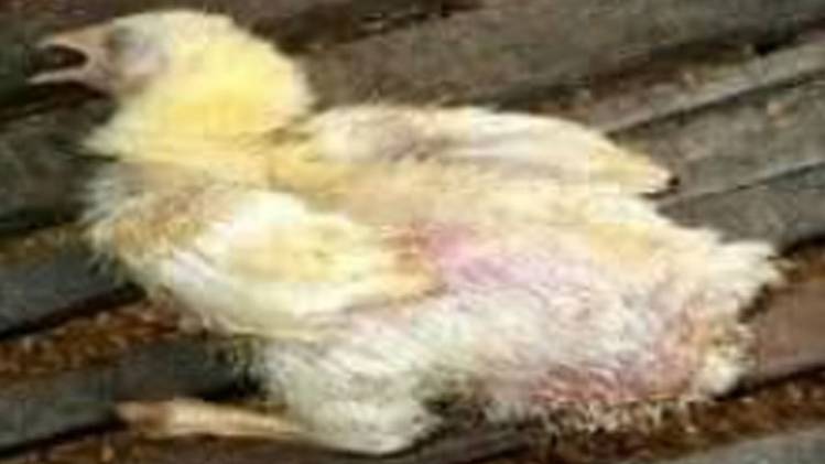 फैक्ट चेक