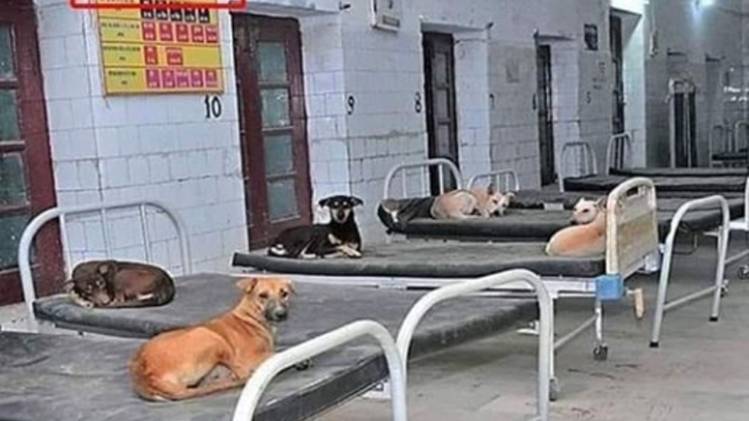 वायरल तस्वीर