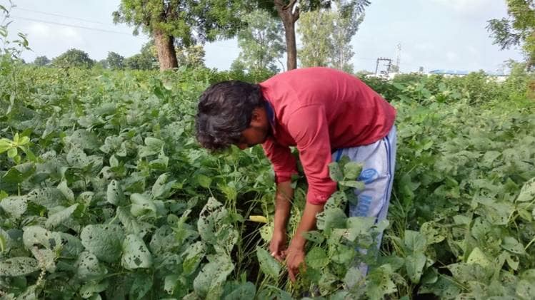 Budget 2020: किसानों के लिए मोदी सरकार का तोहफा