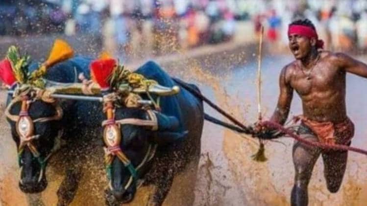 कंबाला दौड़ में श्रीनिवास गौड़ा ने कमाल कर दिखाया (सोशल मीडिया में वायरल फोटो)