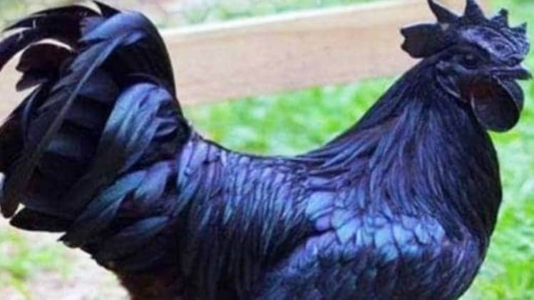 कड़कनाथ मुर्गा (फाइल फोटो)