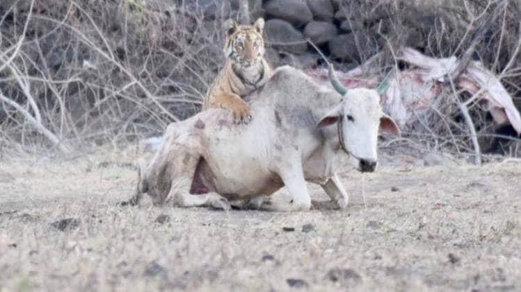 यवतमाल के एक गांव में नजर आया बाघ