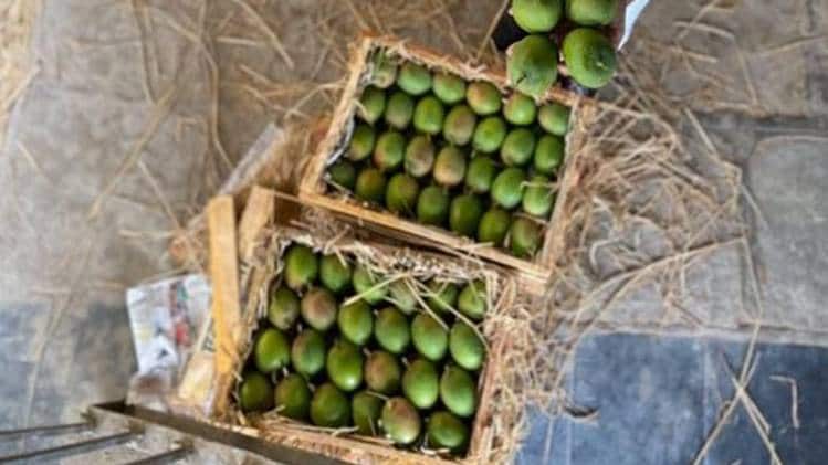 भारतीय आम की मांग अमेरिका और खाड़ी से लेकर यूरोपीय देशों तक है (फोटो-सौरभ वक्तानिया)