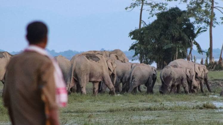 खेतों में हाथियों की घुसपैठ (PTI फोटो)