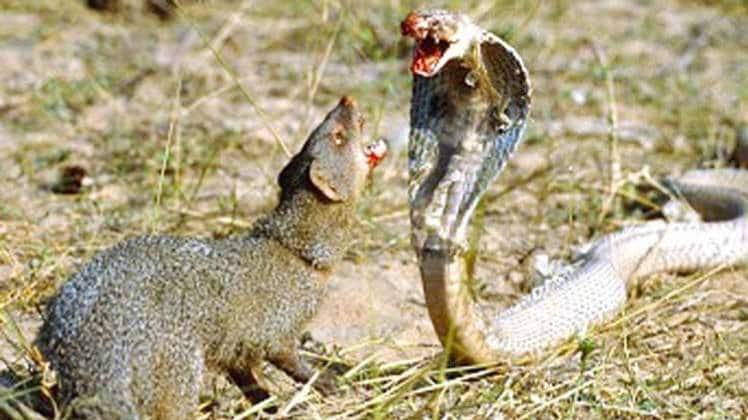 Photo Credit (Kaav Resort/Flickr)