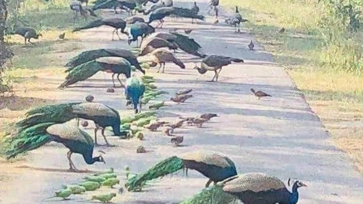 वायरल तस्वीर