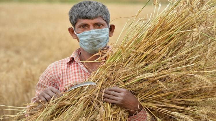 कोरोना वायरस संकट ने किसानों की भी बढ़ाई मुश्किलें (प्रतीकात्मक तस्वीर-PTI)