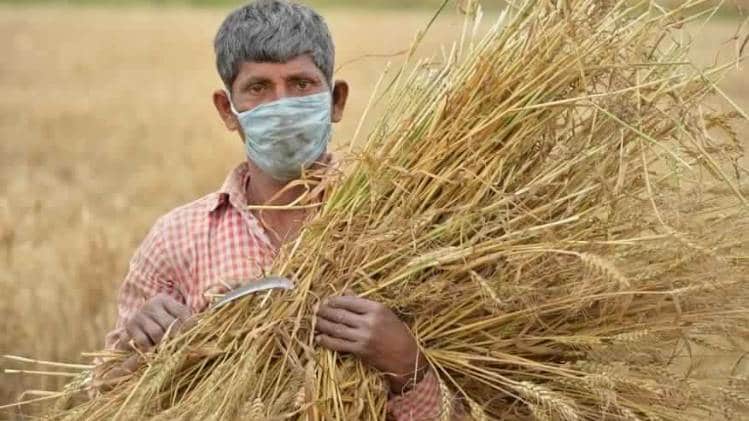 चंडीगढ़ के किनारे गेहूं की फसल काटता किसान (फोटो-पीटीआई)