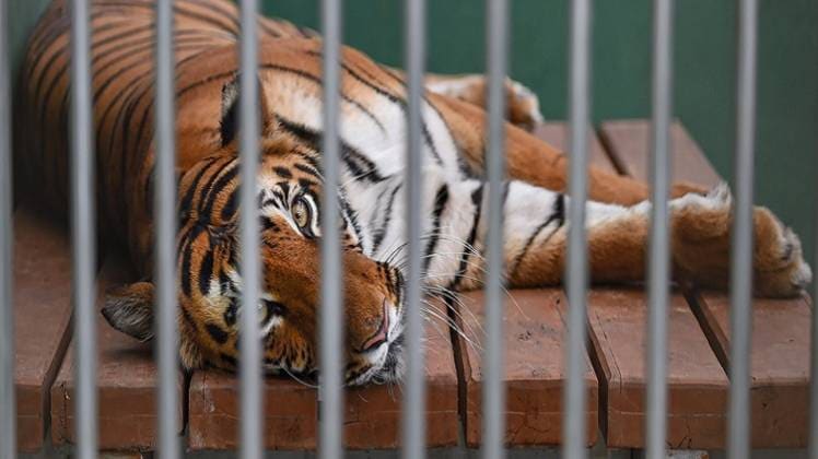 चिड़ियाघरों के जानवरों पर खास ध्यान रखने की हिदायत