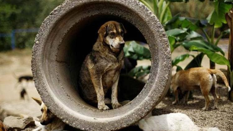 प्रतीकात्मक तस्वीर