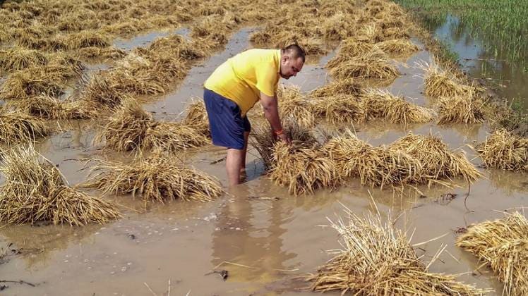भारी बारिश से फसलों का नुकसान (फाइल फोटो-PTI)