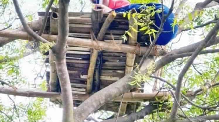 पेड़ पर मचान बनाकर क्लास लेते हिस्ट्री टीचर सुब्रत 