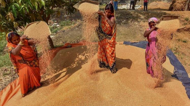 लॉकडाउन के बीच पटना में गेहूं साफ करती महिलाएं (फोटो- पीटीआई)