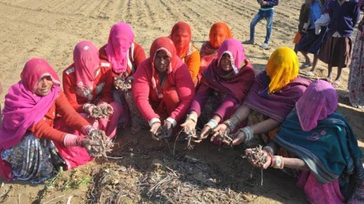 टिड्डियों ने फसल की चौपट