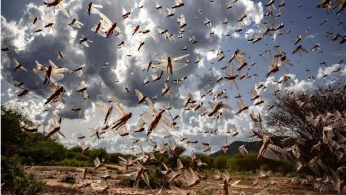 फसलों पर टिड्डियों का आतंक