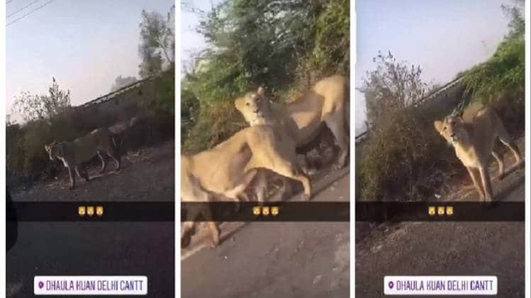 दिल्ली की सड़कों पर नहीं घूम रहे शेर