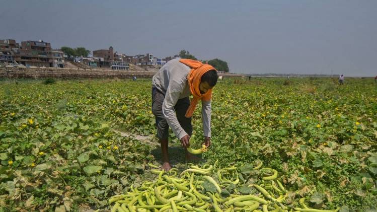 किसानों को अब टिड्डियों का डर