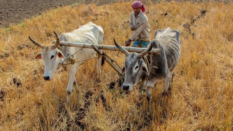 पैकेज की तीसरी किस्त में कृषि सेक्टर पर फोकस (पीटीआई)