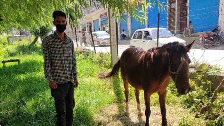 राजौरी में होम क्वारनटीन किया गया यह घोड़ा (फोटो-सुनील)