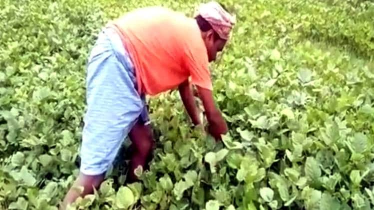 खेती करता शिक्षक शिवधन हेम्ब्रम (वीडियो ग्रैब)