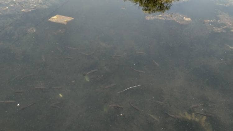 जलीय जंतु कर रहे अठखेलियां