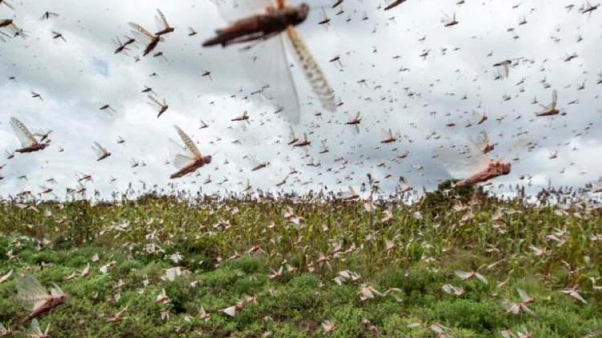 फसलों को नुकसान पहुंचाते हैं टिड्डी दल (फाइल फोटो)