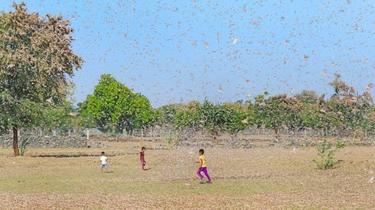 भारत के कई राज्यों में है टिड्डियों का आतंक (फोटो: पीटीआई)