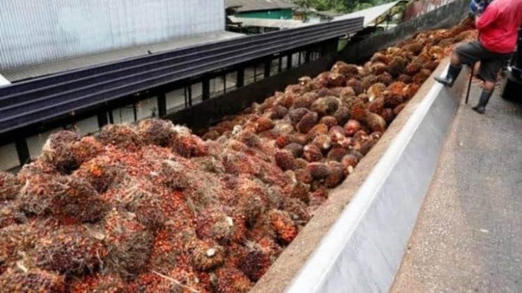 मलेशिया से शुरू हुआ पाम ऑयल आयात 