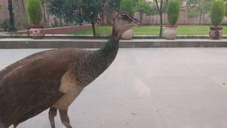 योगी आदित्यनाथ के आवास में रहने वाले मोर अब मुख्यमंत्री के चहेते बने हुए हैं (फोटो -अभिषेक)