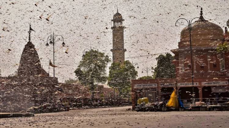टिड्डियों के दल से फसल को बर्बाद होने से बचाने में जुटा गौतम बुद्ध नगर प्रशासन