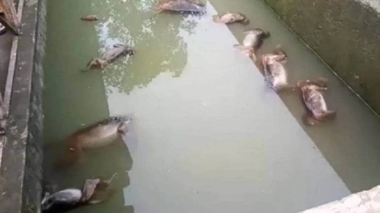 कुछ स्थानीय लोगों को शंका है कि बंदरों को जहर दिया गया होगा (Photo: aajtak)