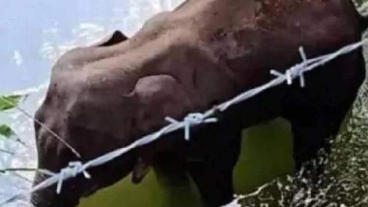 हथिनी की मौत पर पूरे देश में गम और गुस्सा (फाइल फोटो)