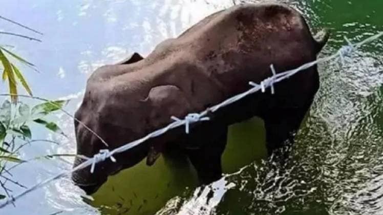 पानी में खड़े-खड़े हुई गर्भवती हथिनी की मौत