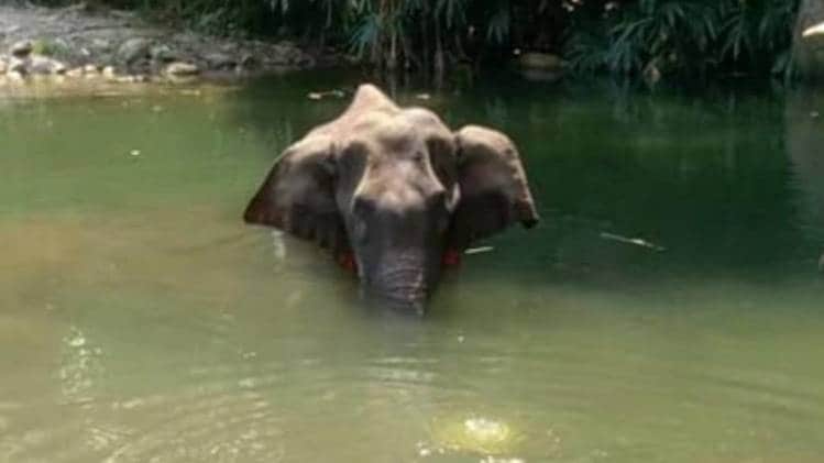 केरल में गर्भवती हथिनी की दर्दनाक मौत (फाइल फोटो)