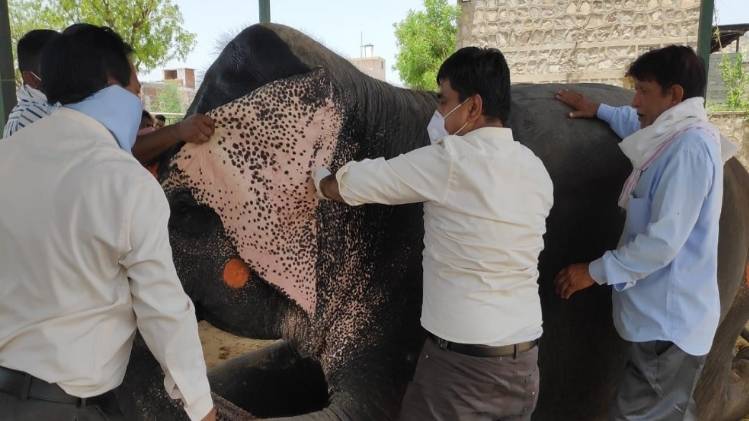 हाथी का निरीक्षण करती मेडिकल टीम (तस्वीर- देव अंकुर)
