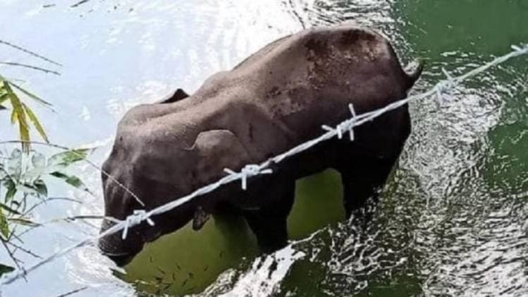 हाल ही में केरल में एक गर्भवती हथिनी की मौत का मामला सामने आया है