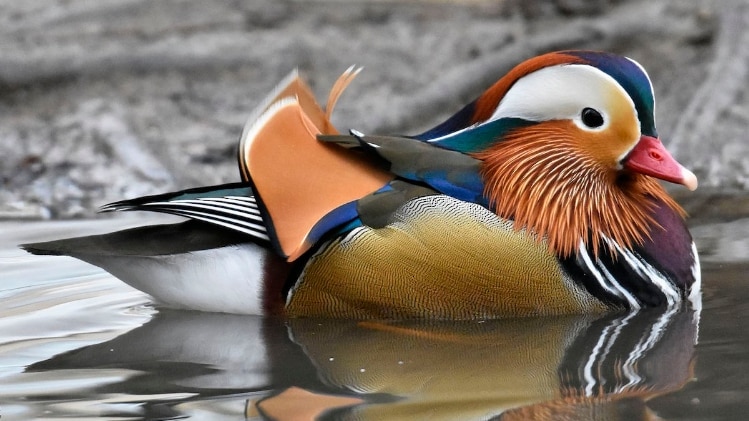 जानिए, सोशल मीडिया पर वायरल हो रही तस्वीर का सच