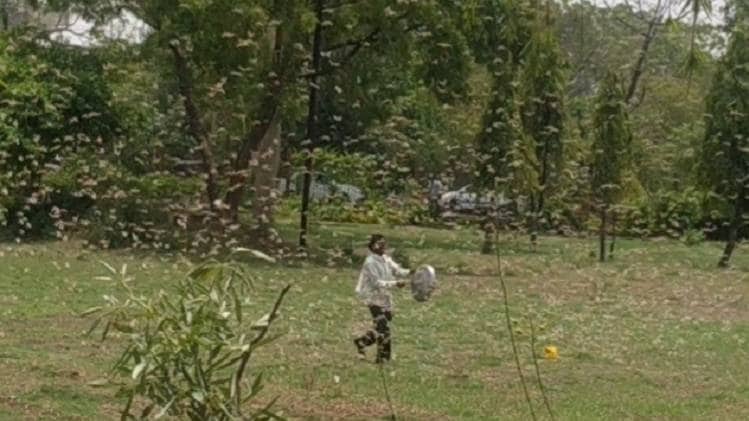 भोपाल में मंडराने लगीं टिड्डियां