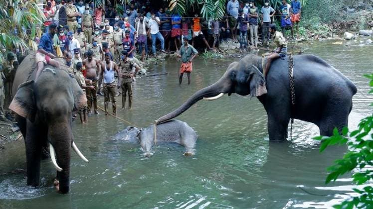 गर्भवती हथिनी की बारुद भरा अन्ननास खाने से मौत (फोटो-PTI)
