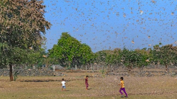 टिड्डियों का हमला (सांकेतिक तस्वीर- पीटीआई)