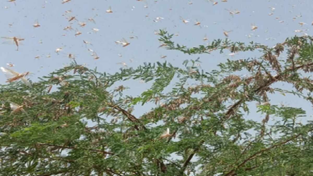 टिड्डी दल का हमला (फाइल फोटो)