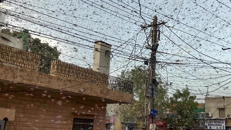 दिल्ली में टिड्डियों का प्रवेश (Photo- PTI)