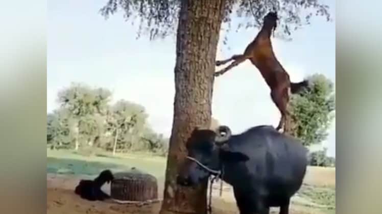 Videograb from video tweeted by @SudhaRamenifs