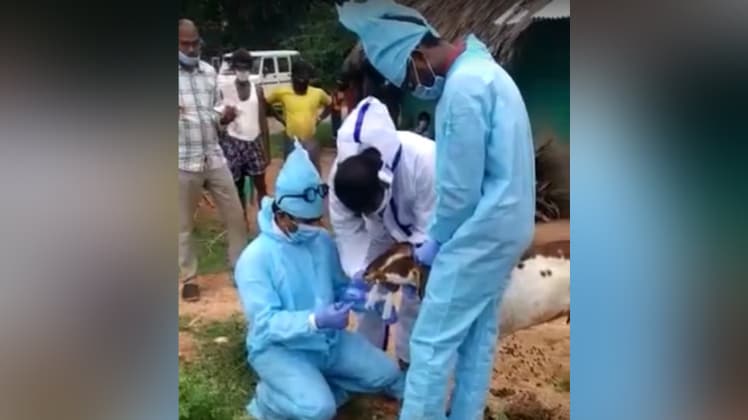 बकरियों और भेड़ों का कोविड 19 टेस्ट किया गया (Photo Videograb)