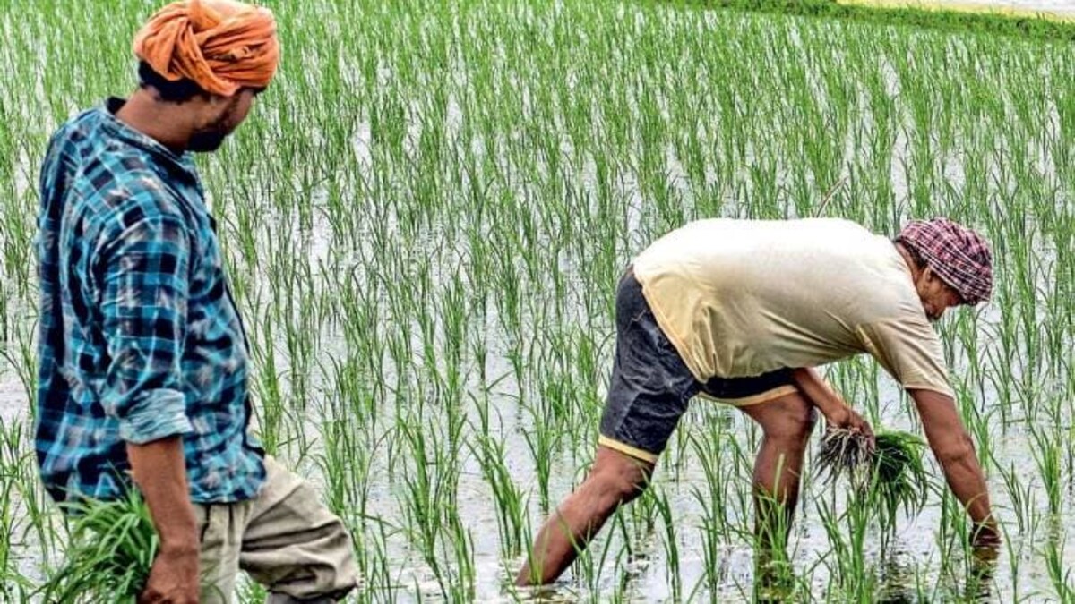 कृषिः धान पर ध्यान - haryana and punjab trying to decrease land under paddy cultivation to cope underground water crisis - AajTak