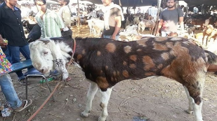 बकरीद के मद्देनजर जानवर खरीदने की मिले इजाजत (फाइल फोटो)
