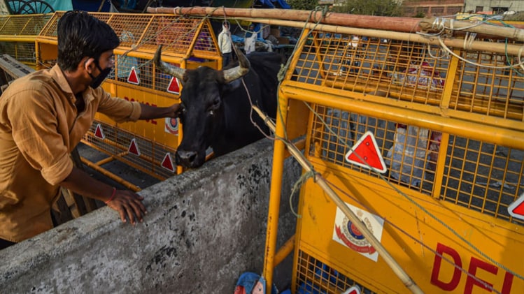 सांकेतिक तस्वीर (पीटीआई)