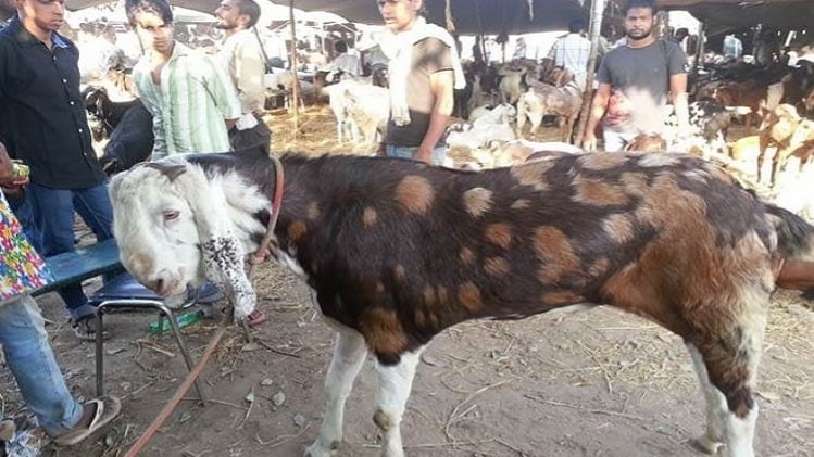 बकरा मंडी लगाने की मिले इजाजत- धर्मगुरु