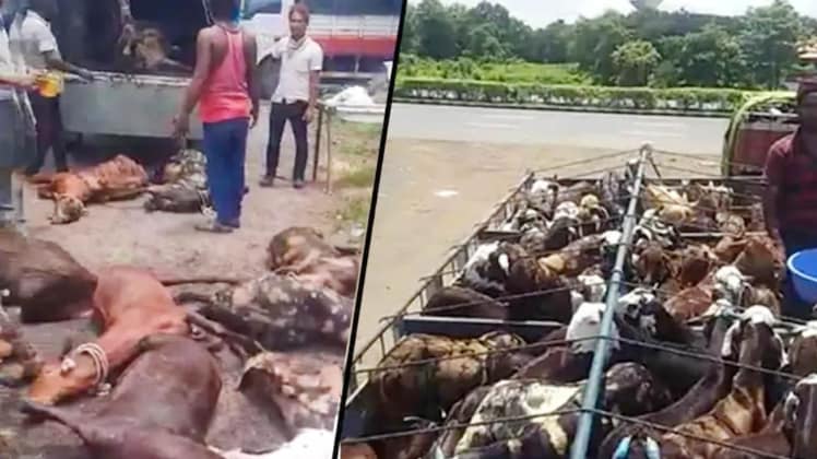 भूख और प्यास की वजह से मर गयीं सैकड़ों बकरियां (फोटो: Aajtak)